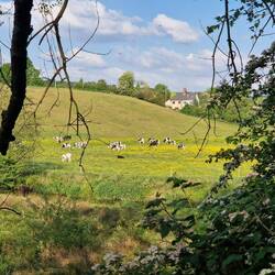 View from the towpath of cows in a meadow of buttercups