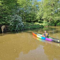 The cow keeps a wary eye on the strange, multicoloured contraption