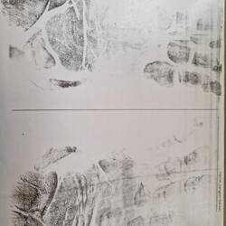 Orangutan print from the vet clinic