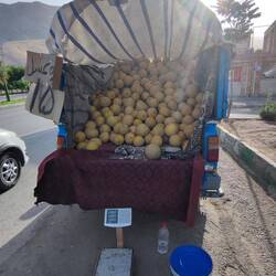Honig-Melonen günstig 👍😊