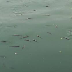 ... mit kecken Fischen ☺️