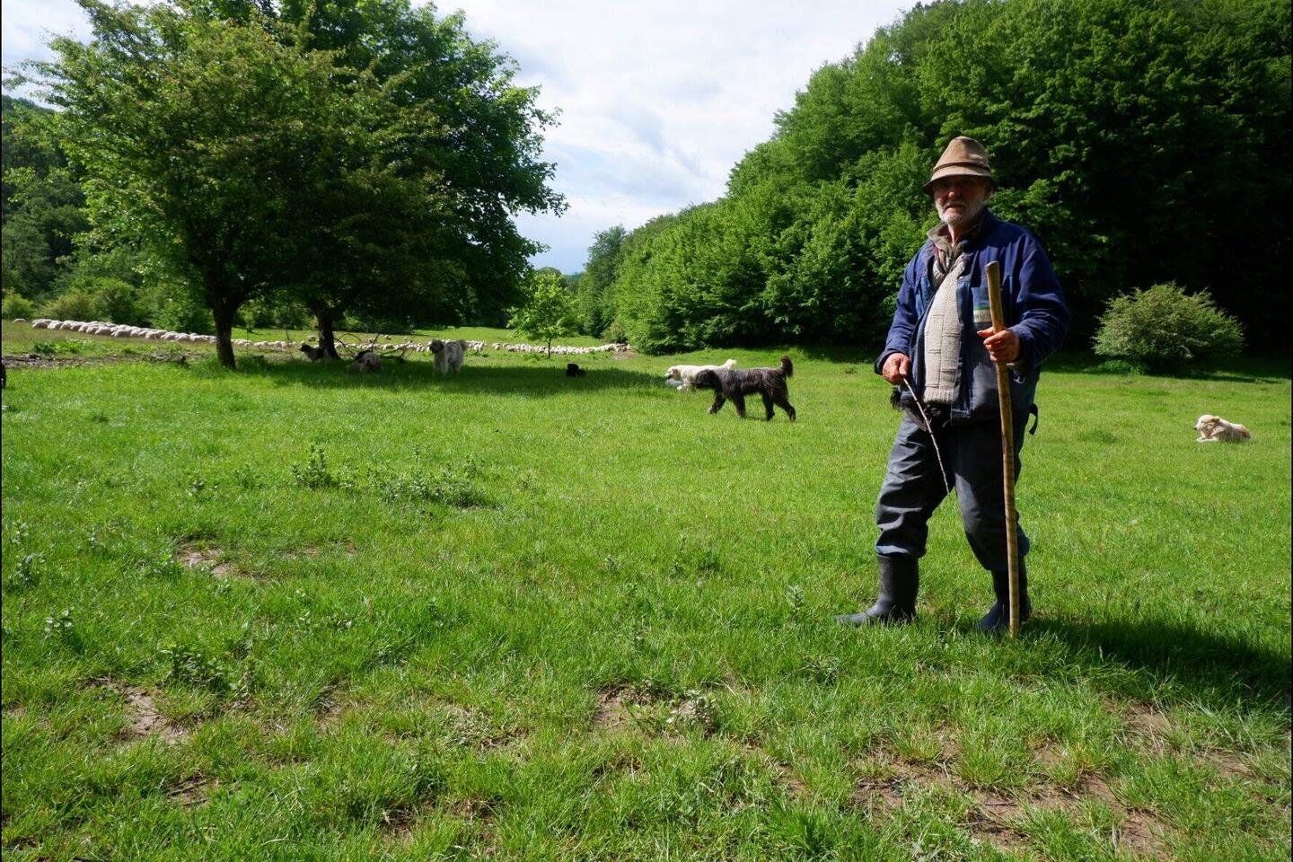 Dieser Schäfer hat mehr als zwanzig Hunde rings um seine Schafherde. Das ist ohrenbetäubender Rekord