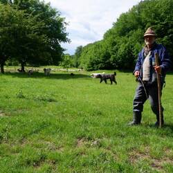 Dieser Schäfer hat mehr als zwanzig Hunde rings um seine Schafherde. Das ist ohrenbetäubender Rekord