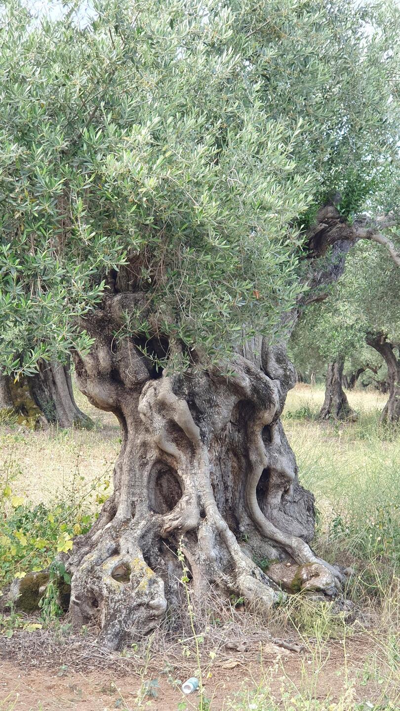 Uralter Olivenbaum - sehr beeindruckend!