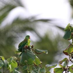 Orange-chinned Parakeet