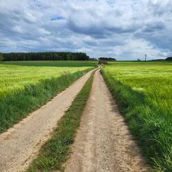Mitten durch's Gerstenfeld.