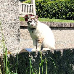 Another gatito de España.