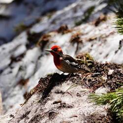 Feuerkopf-Saftlecker