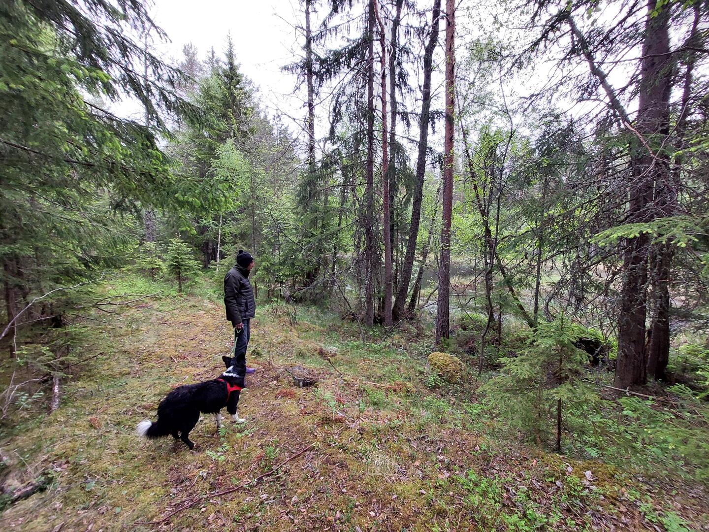 De ochtendwandeling