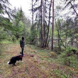 De ochtendwandeling