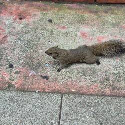 diese Eichhörnchen sitzt am stressen Rand und wartet darauf gefüttert zu werden