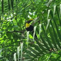 Black-mandibled tucan. A dem Morge hemmer all drü Tukanarte, wo im Karibikteil vorchömid, gseh.
