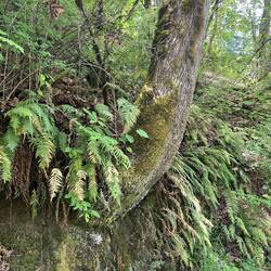 Tree growing out the side of a rock