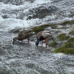 A couple of ducks at Tumwater Falls