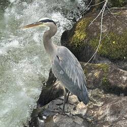 Blue Heron