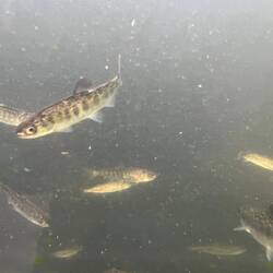 Salmon viewing tank at fish hatchery