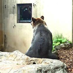 Armer Braunbär ist ganz allein