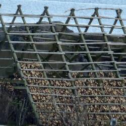 SVOLVAER Fische werden zum trocknen aufgehängt, zbs Kabeljau
