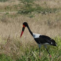Saddle Billed Stork