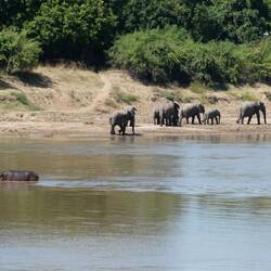 Elephants regularly travel through of an evening