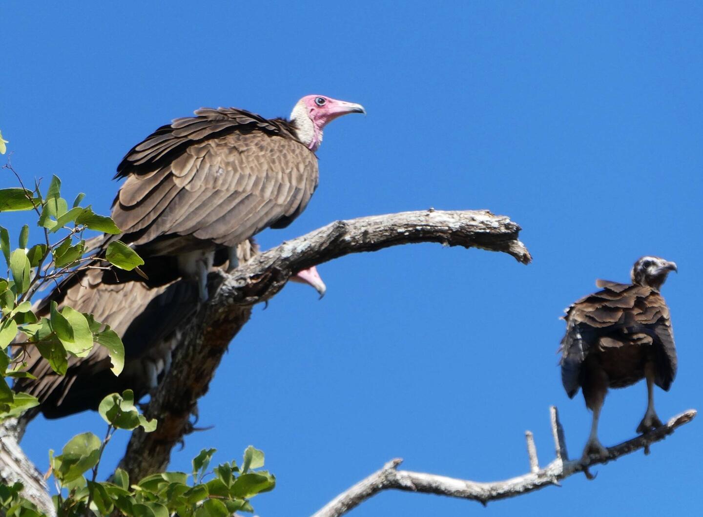White-Hooded Vulture