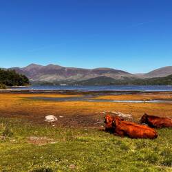 Kühe, die am Strand entspannen