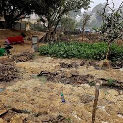 Wasserbüffel neben dem von ihnen produzierten Brennmaterial