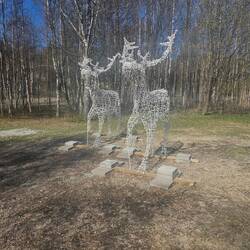 Die ersten Rentiere...