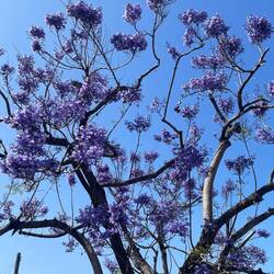wer kann mir sagen, welcher Baum das ist ?