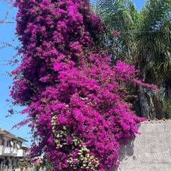 mal wieder eine herrliche Bougainvillea
