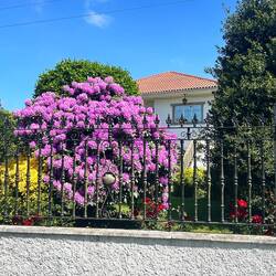 I have seen many huge very bright rhododendrons here in Galicia