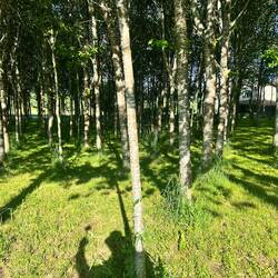 Majority of "forests" I see are planted in perfect rows