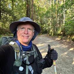 Many eucalyptus forests