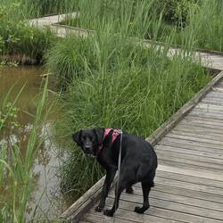 Niska loved the sound and smells of the walk