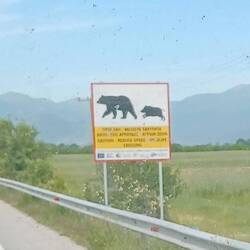 Bären und Wildschweine🤔😉