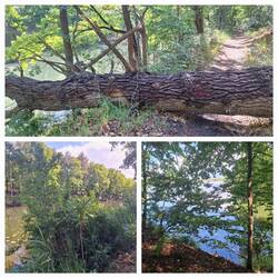 Schöner Waldweg entlang des Niegripper Altkanals