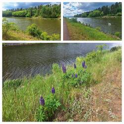 Kanal mit Kormoranen, Schwan und Lupinen