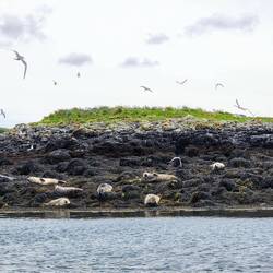 The common terns swarming and the seals chillin on the shore of the islet.