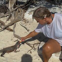 ein Strand mit Felsenleguanen auf Allen Cay