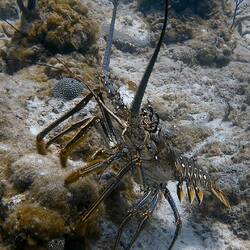 er richtete sich mutig auf und kuckte neugierig