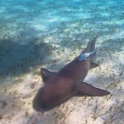 unser Begleiter für ein paar Tage