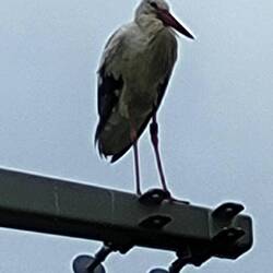 Wegbegleiter