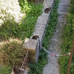 Mietzen Hotspot 😺