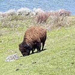 Unser erstes Bison - die stehen da einfach so rum und grasen 😲