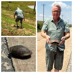 Heinz rettet tapfer eine Schildkröte, welche die Straße überqueren wollte