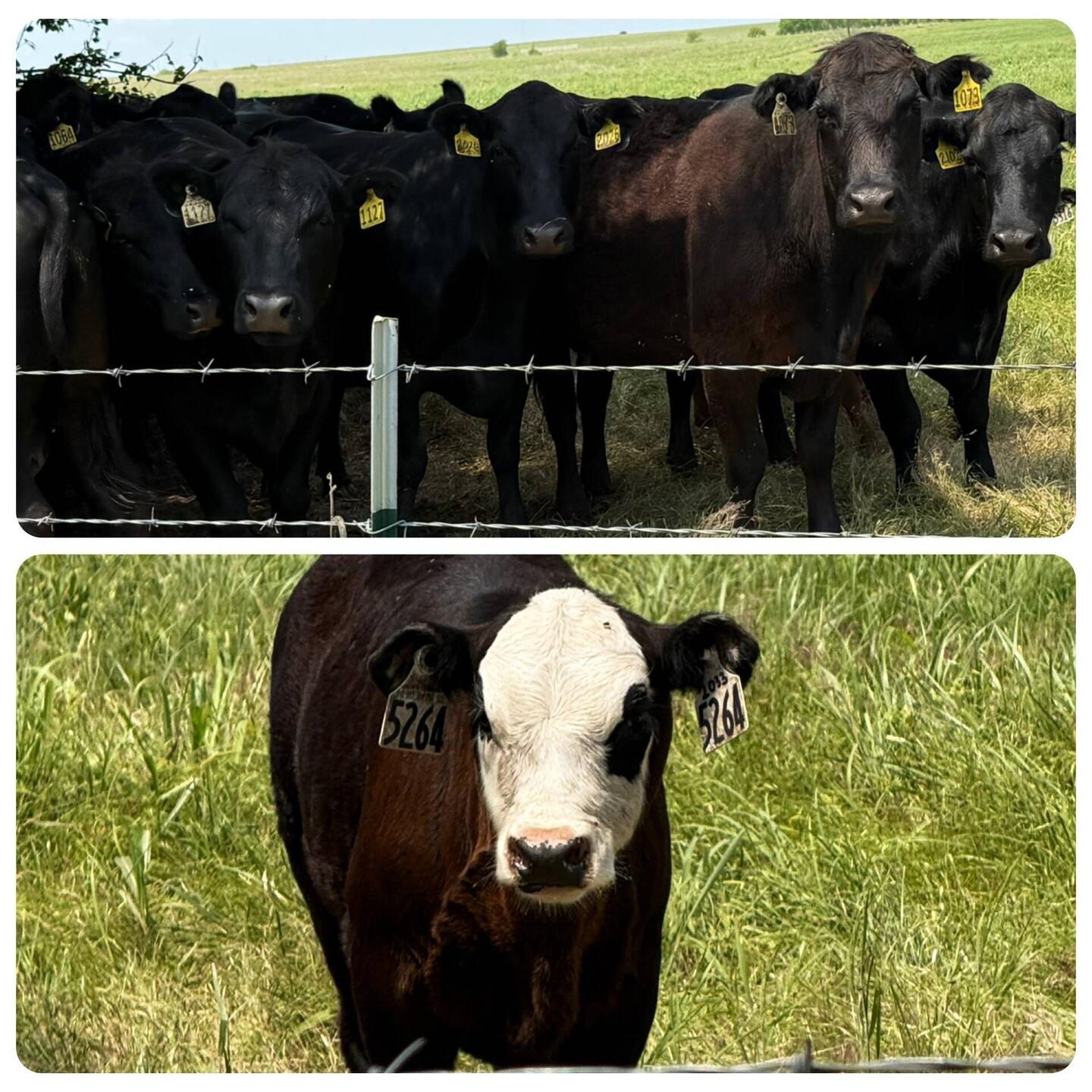 Ich liebe diese Kühe, die einen neugierig anschauen