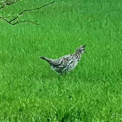 Ein komisches Huhn hat uns besucht.