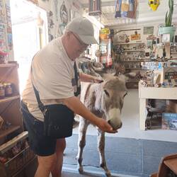 Æslet vidste godt, at man kunne købe æselmad i butikken😀