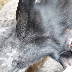 Schattig knuffelschaap