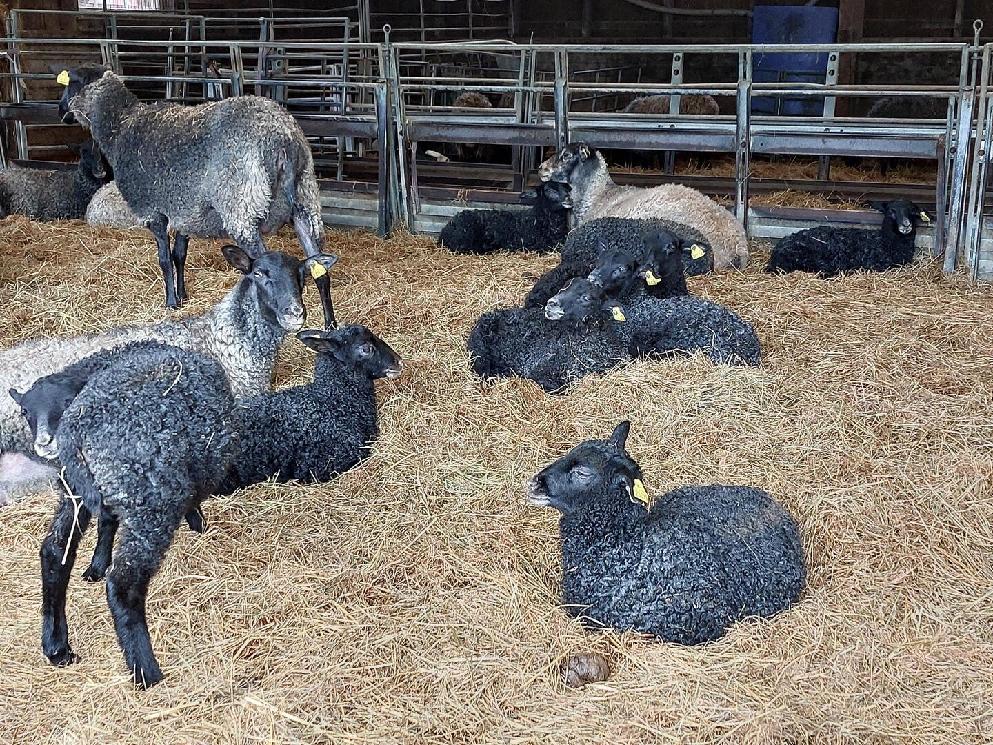De schattige knuffelschapen